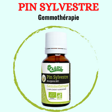 Charger l'image dans la galerie, GEMMOTHERAPIE PIN SYLVESTRE 15 ML
