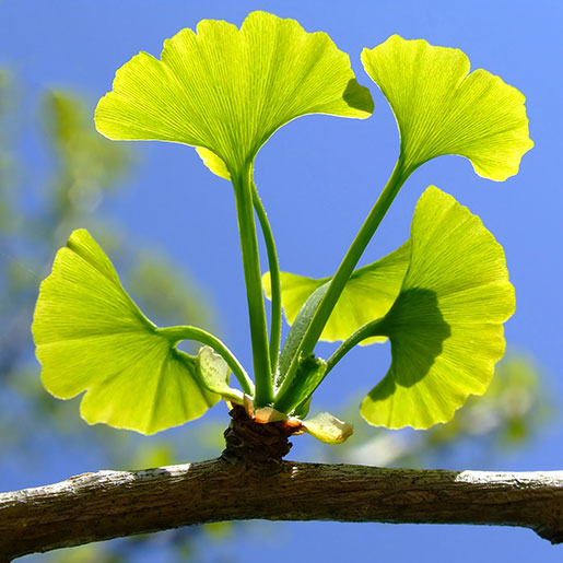 BIENFAITS DU GINKGO
