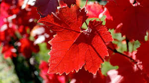 BIENFAITS DE LA VIGNE ROUGE CASSIS